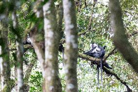 colobus monkey in Nyungwe Forest National Park