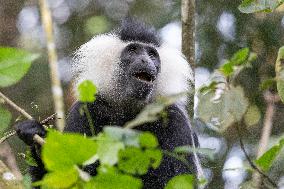 colobus monkey in Nyungwe Forest National Park