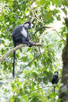 colobus monkey in Nyungwe Forest National Park