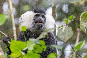 colobus monkey in Nyungwe Forest National Park