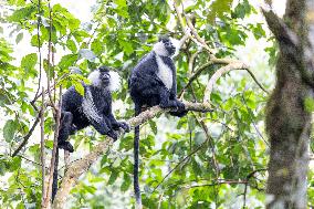 colobus monkey in Nyungwe Forest National Park