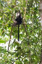 colobus monkey in Nyungwe Forest National Park