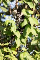 colobus monkey in Nyungwe Forest National Park