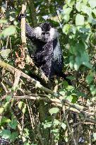 colobus monkey in Nyungwe Forest National Park