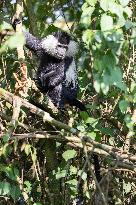 colobus monkey in Nyungwe Forest National Park