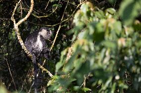 colobus monkey in Nyungwe Forest National Park