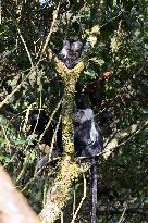 colobus monkey in Nyungwe Forest National Park