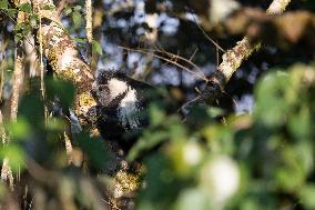 colobus monkey in Nyungwe Forest National Park