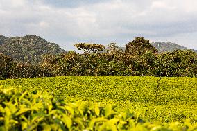 tea plantation in Nyungwe Forest National Park