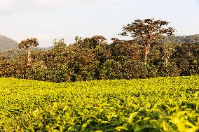 tea plantation in Nyungwe Forest National Park