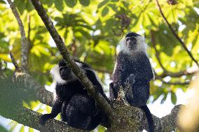 colobus monkey in Nyungwe Forest National Park