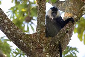 colobus monkey in Nyungwe Forest National Park