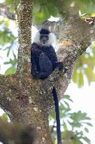 colobus monkey in Nyungwe Forest National Park