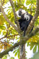 colobus monkey in Nyungwe Forest National Park