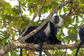 colobus monkey in Nyungwe Forest National Park