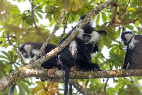 colobus monkey in Nyungwe Forest National Park