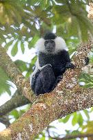 colobus monkey in Nyungwe Forest National Park
