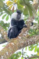 colobus monkey in Nyungwe Forest National Park