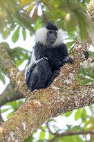 colobus monkey in Nyungwe Forest National Park