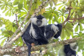 colobus monkey in Nyungwe Forest National Park