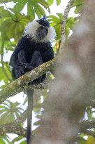 colobus monkey in Nyungwe Forest National Park