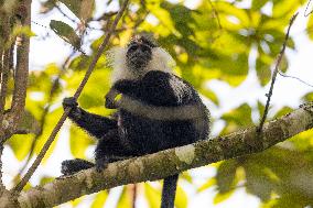 colobus monkey in Nyungwe Forest National Park