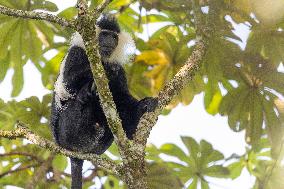 colobus monkey in Nyungwe Forest National Park