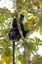 colobus monkey in Nyungwe Forest National Park