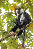 colobus monkey in Nyungwe Forest National Park