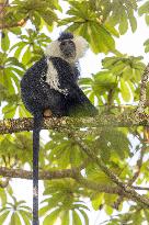 colobus monkey in Nyungwe Forest National Park