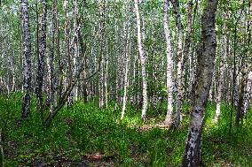 Milesovka, Milesovka, mountain, hill, transmitter, meteorological station, observatory, lookout tower, Birch, Betula