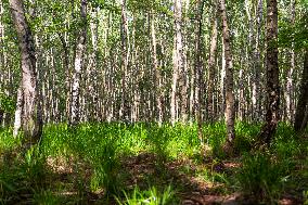 Milesovka, Milesovka, mountain, hill, transmitter, meteorological station, observatory, lookout tower, Birch, Betula