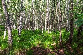 Milesovka, Milesovka, mountain, hill, transmitter, meteorological station, observatory, lookout tower, Birch, Betula