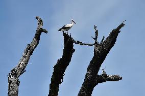 white stork (Ciconia ciconia), aircraft, airplane