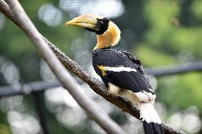 Great Hornbill, Buceros bicornis, chick