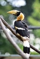 Great Hornbill, Buceros bicornis, chick