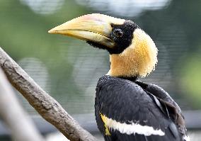 Great Hornbill, Buceros bicornis, chick