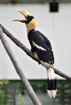 Great Hornbill, Buceros bicornis, chick