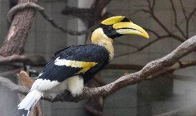 Great Hornbill, Buceros bicornis, chick