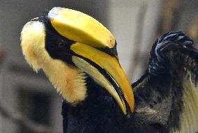 Great Hornbill, Buceros bicornis, chick