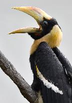 Great Hornbill, Buceros bicornis, chick
