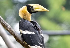 Great Hornbill, Buceros bicornis, chick