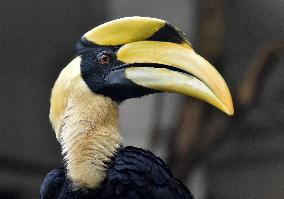 Great Hornbill, Buceros bicornis, chick