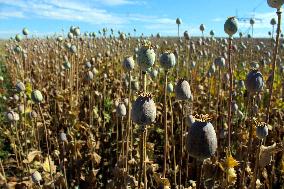 Opium poppy (Papaver somniferum), field, poppyhead, plant