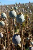 Opium poppy (Papaver somniferum), field, poppyhead, plant