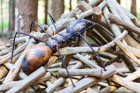 Prachatice, Forest games area, climbing frame, anthill, ant, playground, trees