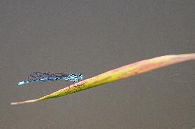 white-legged damselfly, blue featherleg (Platycnemis pennipes), dragonfly