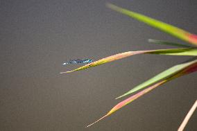 white-legged damselfly, blue featherleg (Platycnemis pennipes), dragonfly