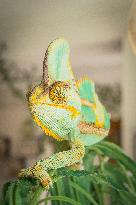 Veiled Chameleon, Chamaeleo calyptratus, lizard