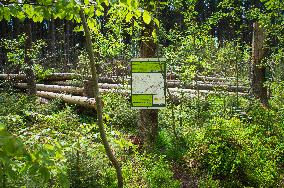 bark felling in Rejviz NNR, educational trail, path, information board, bogland